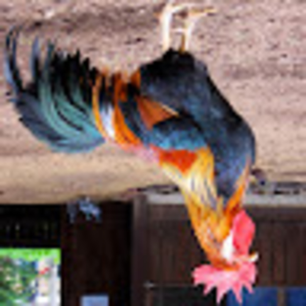 Meet your Posher, Anthony